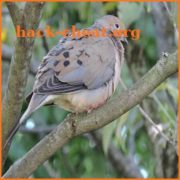 Mourning Dove Coo Call Sound icon