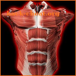 Muscular System 3D (anatomy) icon