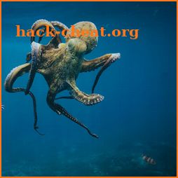 Octopuses Basic Infos icon
