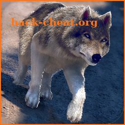 Online Wolf Games For Free icon