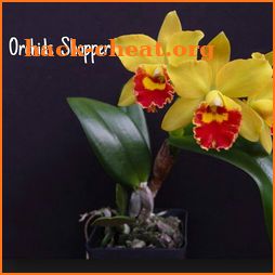 Orchids Shopper icon