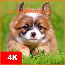 Puppy Wallpapers 4K icon