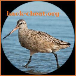 RareBirder - for bird watchers & expert birders icon