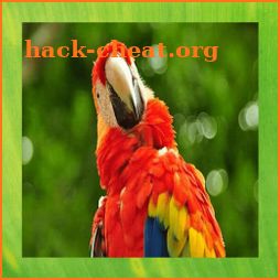 Scarlet Macaw Pictures icon