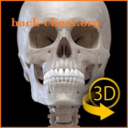 Skeleton | 3D Anatomy icon