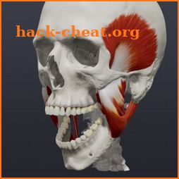 Skull, Teeth & TMJ icon