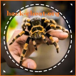 Spider Identifier App by Photo icon