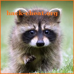 Talking Raccoon icon