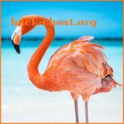The Flamingo icon