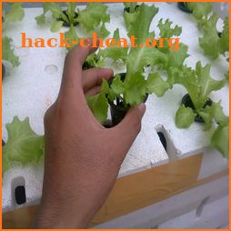 tips cara menanam selada hidroponik yang sederhana icon