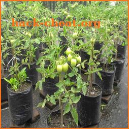 tips cara praktis menanam tomat dalam pot icon