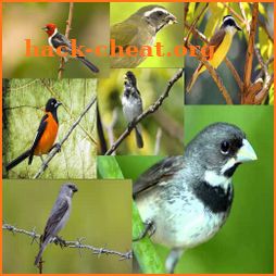 Todos Cantos Pássaros Brasileiros icon