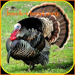 Turkey Calls For Hunting icon