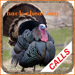 Turkey hunting calls: Hunting sounds Mating calls. icon
