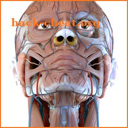 Visual Anatomy 3D - Human body icon