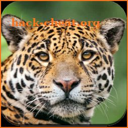 Wild Animal Wallpaper 4K icon