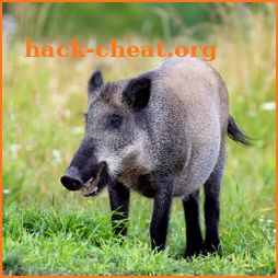 WildBoar Sounds - Wild Boar Calls for Hunting icon
