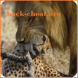 Wildlife - animal attacks videos icon