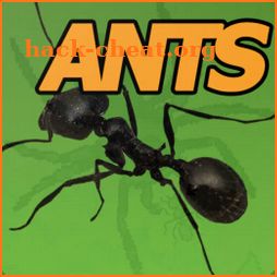 Win at Pocket Ants Simulator icon