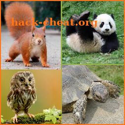 Zoopedia: animal quiz with beautiful animal photos icon
