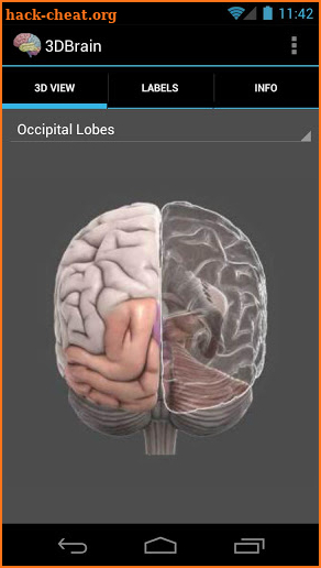 3D Brain screenshot