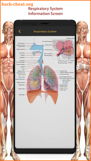 3D Human Anatomy Atlas Physiology: Internal Organs screenshot