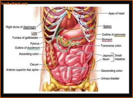 3D Human Anatomy. Human body and functions screenshot