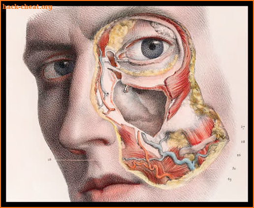 3D Human Anatomy. Human body and functions screenshot