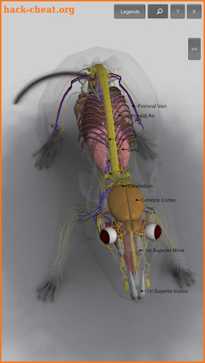 3D Rat Anatomy screenshot