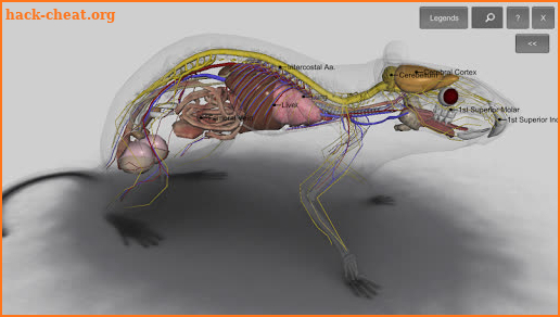 3D Rat Anatomy screenshot
