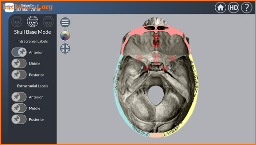 3D Skull Atlas screenshot