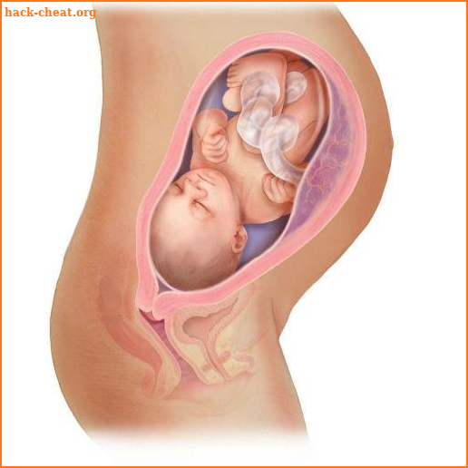 A-Z Pregnancy,Fertility and Baby Guide screenshot