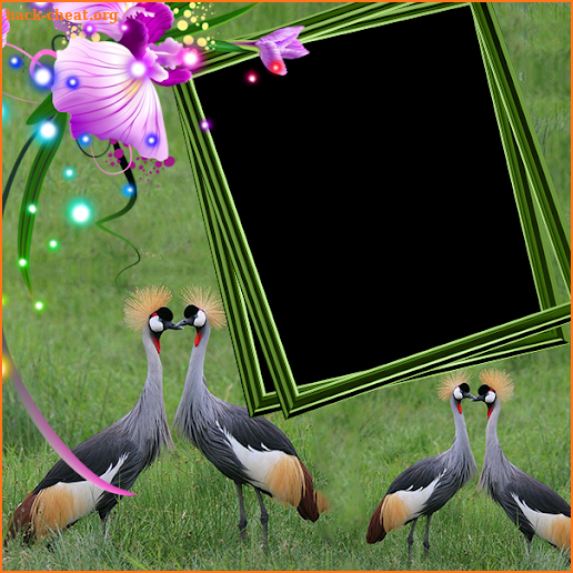 African Crowned Crane Insta DP screenshot
