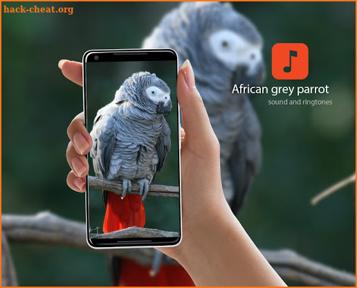 African grey parrot ringtones screenshot