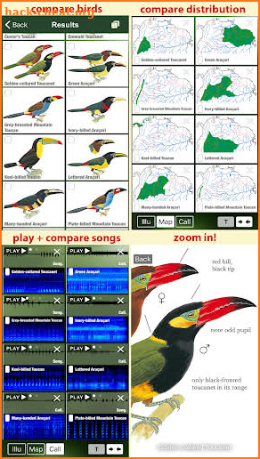 All Birds Colombia - A Sunbird Field Guide screenshot