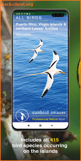 All Birds West Indies: Puerto Rico east to Antigua screenshot