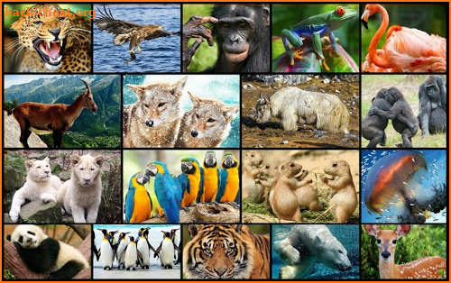 Amazing Animals Jigsaw Puzzles screenshot