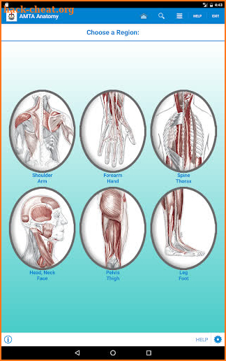 AMTA Body Anatomy screenshot