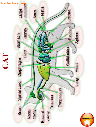 ANATOMY 3D - Human, Animal, Plant, Insect Anatomy screenshot