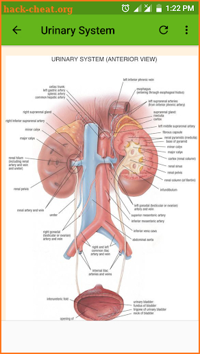 Anatomy and Physiology For Nurses screenshot