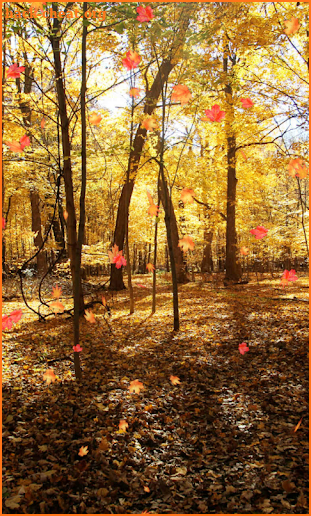 Autumn Wallpaper screenshot