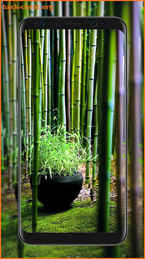 Bamboo Wallpapers screenshot