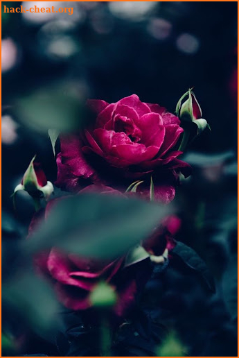 Beautiful flowers and roses Images Gif screenshot