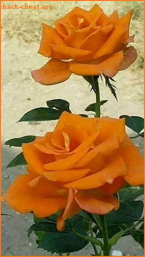 Beautiful flowers and roses pictures Gif screenshot