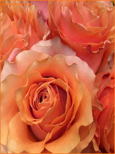 Beautiful Roses and Flowers Images screenshot