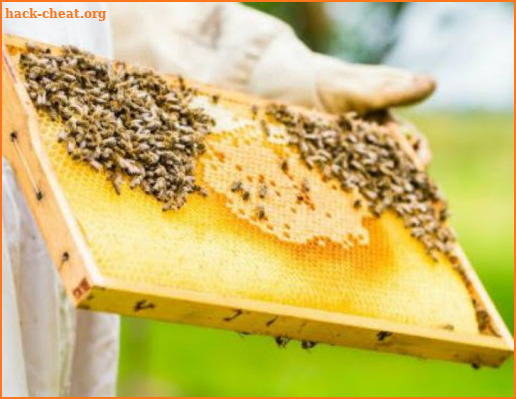 Beekeeping screenshot
