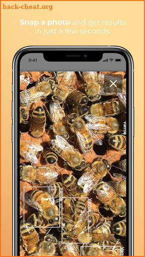BeeScanning - diagnose bees health screenshot