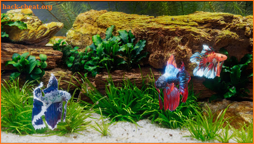 Betta Fish - Virtual Aquarium screenshot