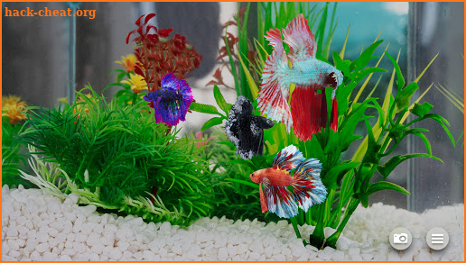 Betta Fish - Virtual Aquarium screenshot