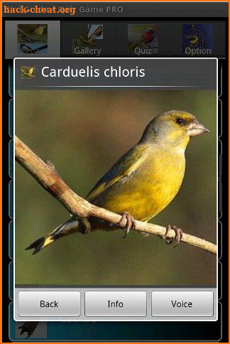 Bird Guide + Quiz Game PRO screenshot
